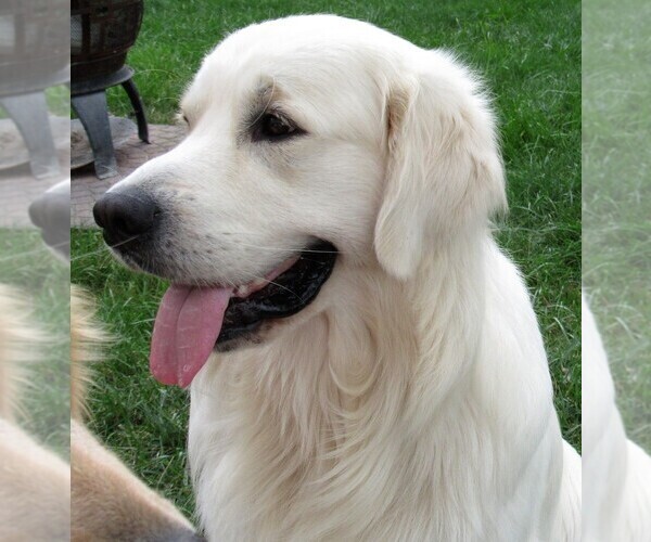 Medium Photo #88 English Cream Golden Retriever Puppy For Sale in NORTHWOOD, OH, USA