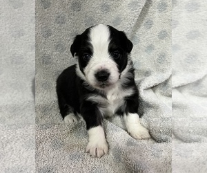 Miniature American Shepherd Puppy for sale in E LAURINBURG, NC, USA