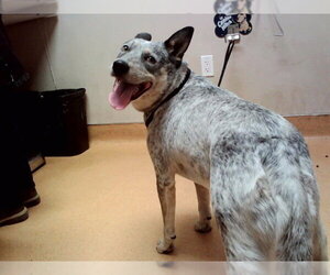 Mutt Dogs for adoption in Martinez, CA, USA