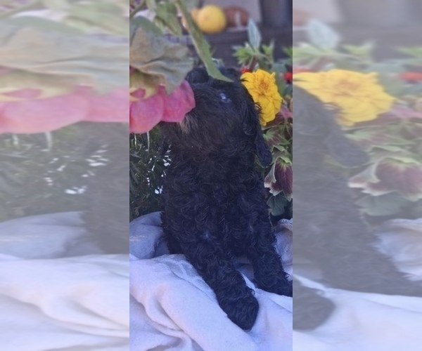Medium Photo #3 Cavapoo (Toy) Puppy For Sale in WALNUT CREEK, CA, USA