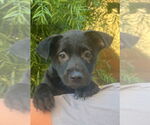 Small #6 Border Collie Mix