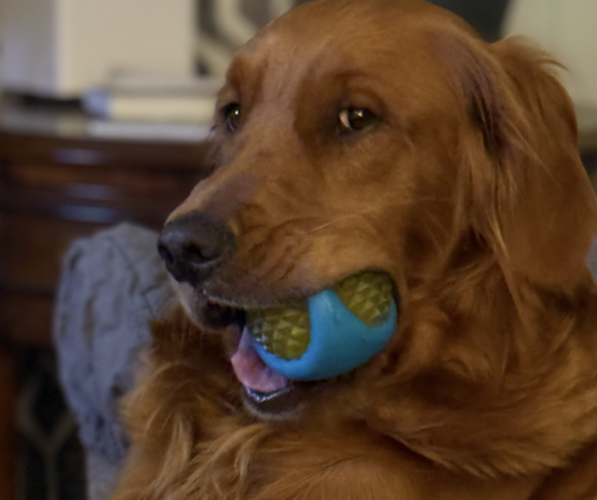 Medium Photo #6 Golden Retriever Puppy For Sale in JACKSONVILLE, FL, USA