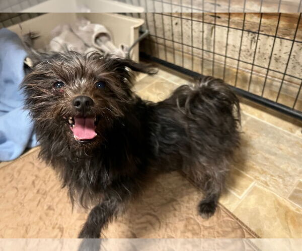 Medium Photo #1 Cairn Terrier Puppy For Sale in Alturas, CA, USA