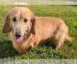 Small #3 Dachshund