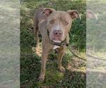 Small American Staffordshire Terrier