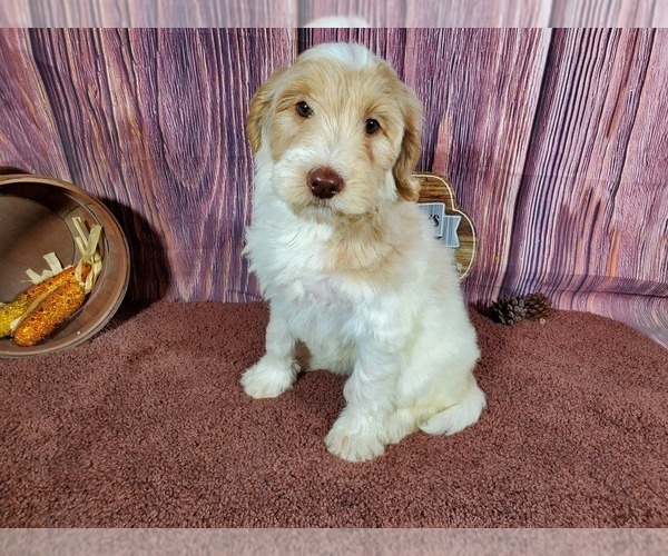 Medium Photo #2 Goldendoodle Puppy For Sale in COLORADO SPRINGS, CO, USA