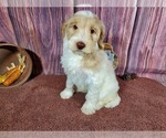 Small Photo #2 Goldendoodle Puppy For Sale in COLORADO SPRINGS, CO, USA