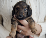 Small #2 Dachshund