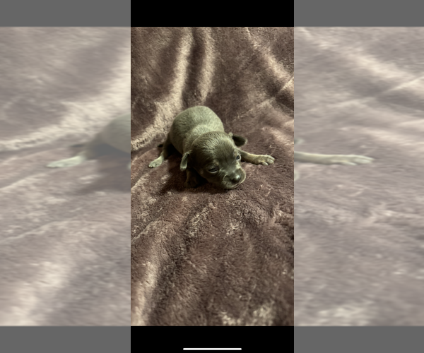 Medium Photo #13 Chihuahua Puppy For Sale in DALLAS, TX, USA