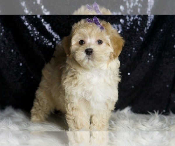 Medium Photo #18 Maltipoo (Miniature) Puppy For Sale in WARSAW, IN, USA