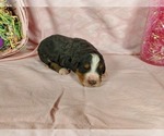 Small Photo #31 Bernedoodle Puppy For Sale in COLORADO SPRINGS, CO, USA
