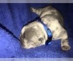 Small Photo #14 French Bulldog Puppy For Sale in PLACERVILLE, CA, USA