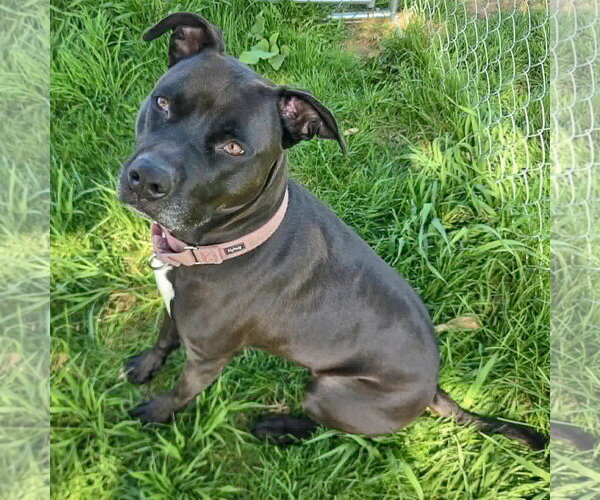 Medium Photo #4 American Bulldog-American Staffordshire Terrier Mix Puppy For Sale in Huntley, IL, USA