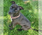 Small #3 American Bulldog-American Staffordshire Terrier Mix
