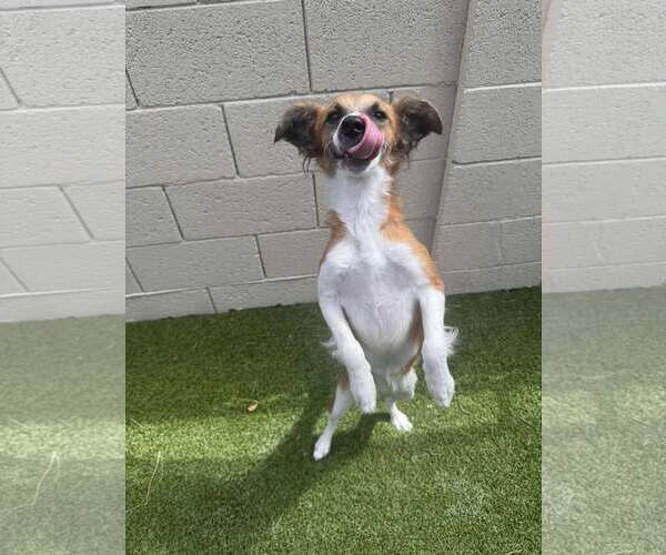 Medium Photo #2 Mutt Puppy For Sale in Tempe , AZ, USA