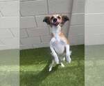 Small #1 Mutt