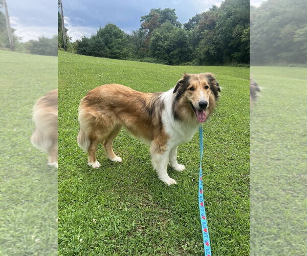 Medium Photo #1 Collie Puppy For Sale in Dublin, OH, USA