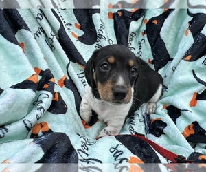 Dachshund Puppy for sale in BENNINGTON, OK, USA