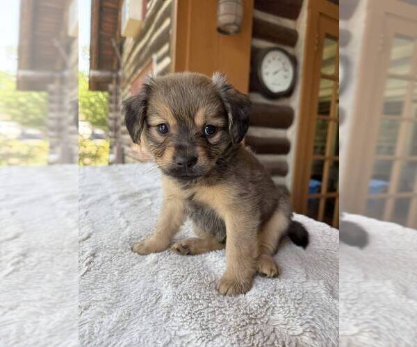 Medium Photo #2 Dachshund-Unknown Mix Puppy For Sale in New York, NY, USA