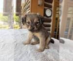Small #1 Dachshund Mix