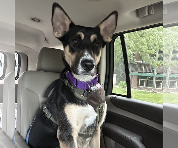 Medium Photo #1 Siberian Husky-Unknown Mix Puppy For Sale in Fargo, ND, USA