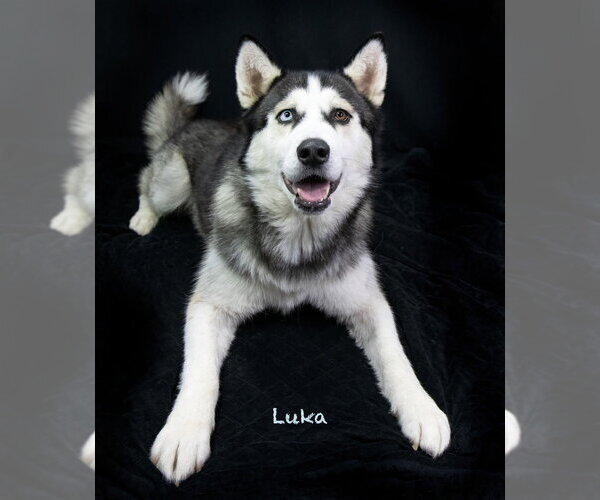 Medium Photo #5 Siberian Husky Puppy For Sale in Hot Springs Village, AR, USA