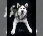 Small #4 Siberian Husky
