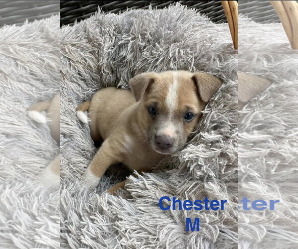 Medium Photo #1 Mutt Puppy For Sale in Oakhurst, NJ, USA