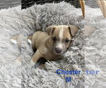 Small Mutt