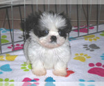 Small Photo #10 Shih Tzu Puppy For Sale in ORO VALLEY, AZ, USA
