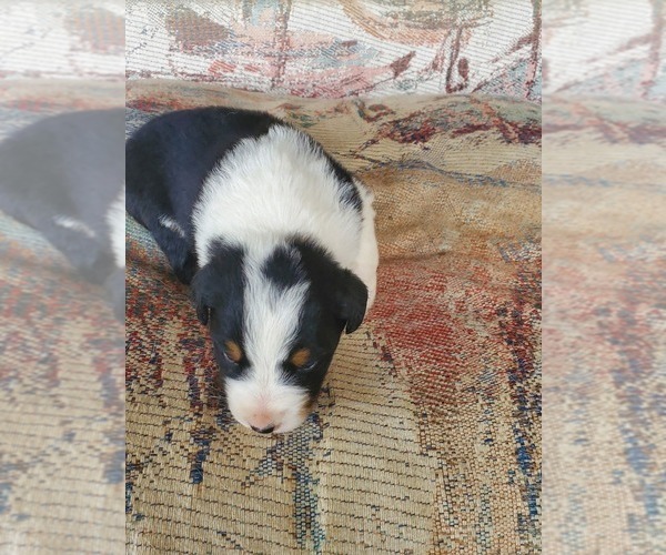 Medium Photo #4 Australian Shepherd Puppy For Sale in NEW IBERIA, LA, USA