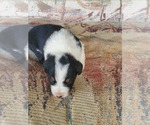 Small Photo #4 Australian Shepherd Puppy For Sale in NEW IBERIA, LA, USA