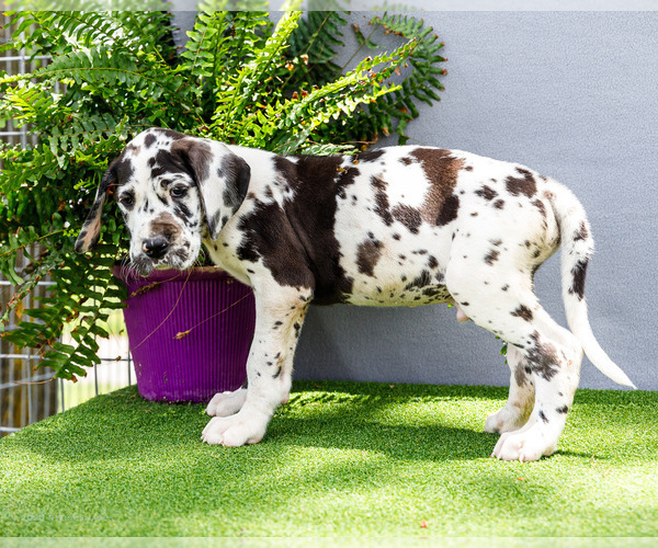 Medium Photo #3 Great Dane Puppy For Sale in WAKARUSA, IN, USA