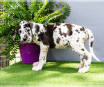 Small Photo #11 Great Dane Puppy For Sale in WAKARUSA, IN, USA