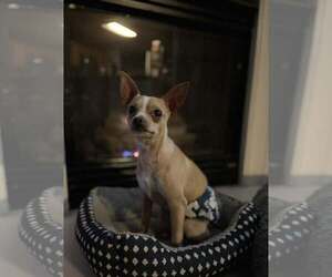 Chihuahua-Unknown Mix Dogs for adoption in Visalia, CA, USA