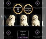 Puppy Charolette F1 Maltipoo