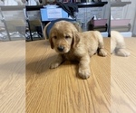 Small Photo #26 Golden Retriever Puppy For Sale in BRANDON, FL, USA