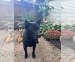 Small Photo #2 Chow Chow-Unknown Mix Puppy For Sale in Leavenworth, KS, USA