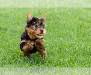 Yorkshire Terrier Puppy for sale in NAPPANEE, IN, USA