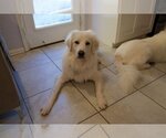 Small Photo #6 Great Pyrenees Puppy For Sale in Spring, TX, USA