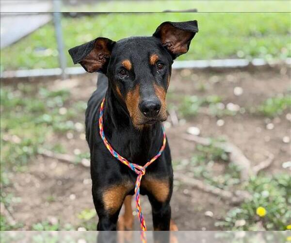 Medium Photo #1 Doberman Pinscher-Unknown Mix Puppy For Sale in Tulsa, OK, USA