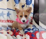 Small #6 Pembroke Welsh Corgi
