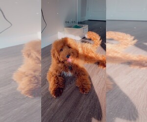 Goldendoodle-Poodle (Miniature) Mix Puppy for sale in ATL, GA, USA