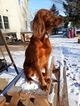 Small Photo #10 Irish Setter Puppy For Sale in BEARTOWN, PA, USA
