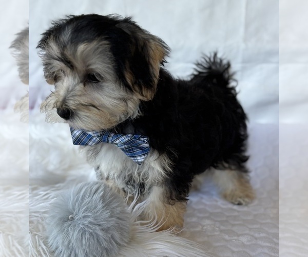 Medium Photo #5 Morkie Puppy For Sale in ROCK STREAM, NY, USA