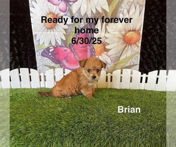Medium Photo #3 Yo-Chon Puppy For Sale in MOUNT PLEASANT, MI, USA