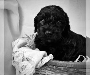 Cock-A-Poo Puppy for sale in NEW PARIS, IN, USA