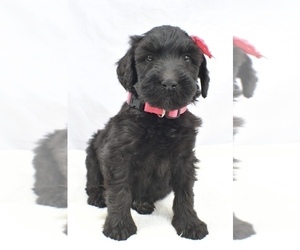 Whoodle Puppy for sale in LOWELL, MA, USA