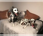 Small Photo #6 Dalmatian Puppy For Sale in LARGO, FL, USA