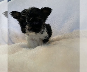 Biewer Terrier Puppy for sale in NORTH WILKESBORO, NC, USA